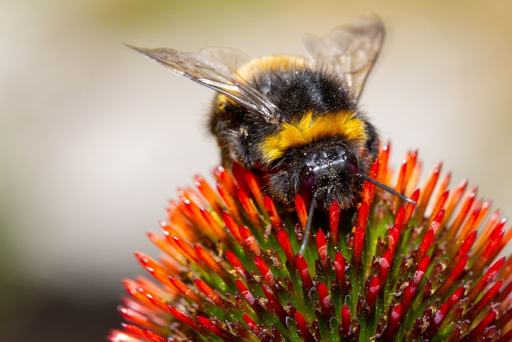 Insekten auf Blumen Foto & Bild nah & makro, tiere, wildlife Bilder