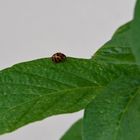 ..Insekten auf dem Balkon