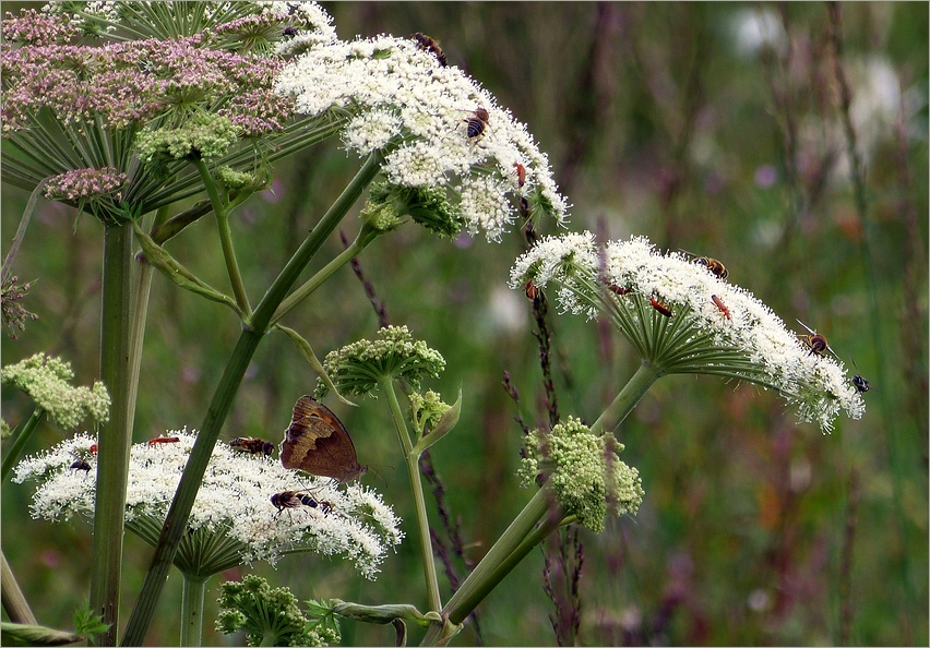 Insekten auf der Alb**