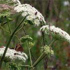 Insekten auf der Alb**