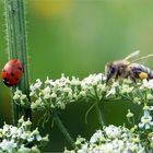 Insekten auf der Alb*