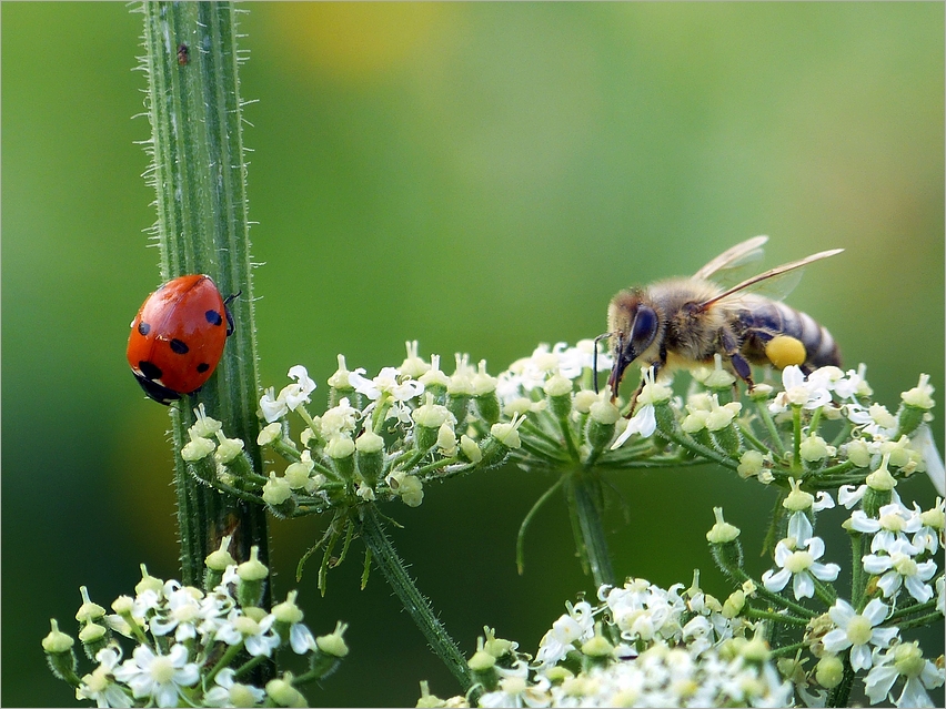 Insekten auf der Alb*