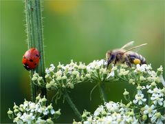 Insekten auf der Alb*