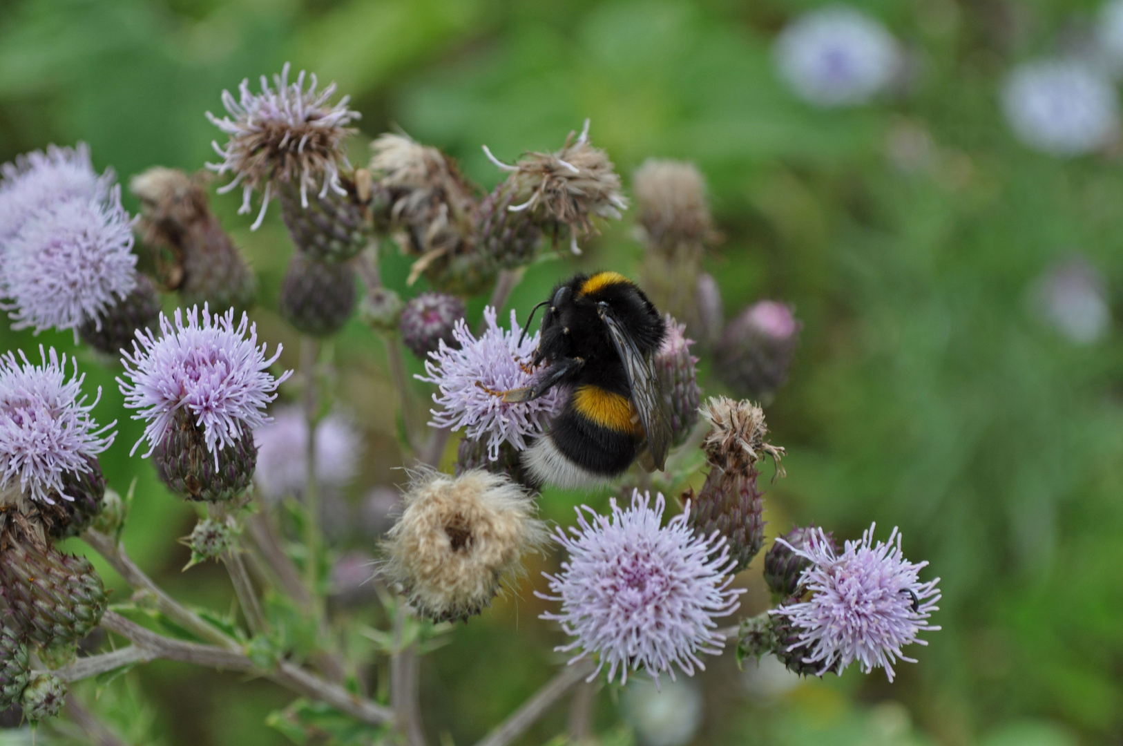 Insekten auf einem Blumenfeld 