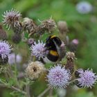 Insekten auf einem Blumenfeld 