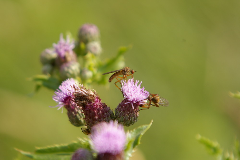 Insekten auf einer Blüte