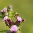 Insekten auf einer Blüte