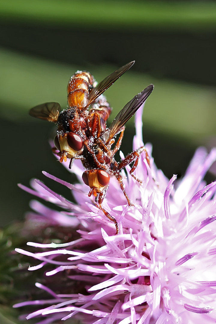 Insekten auf einer Distel.