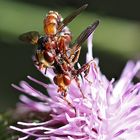 Insekten auf einer Distel.