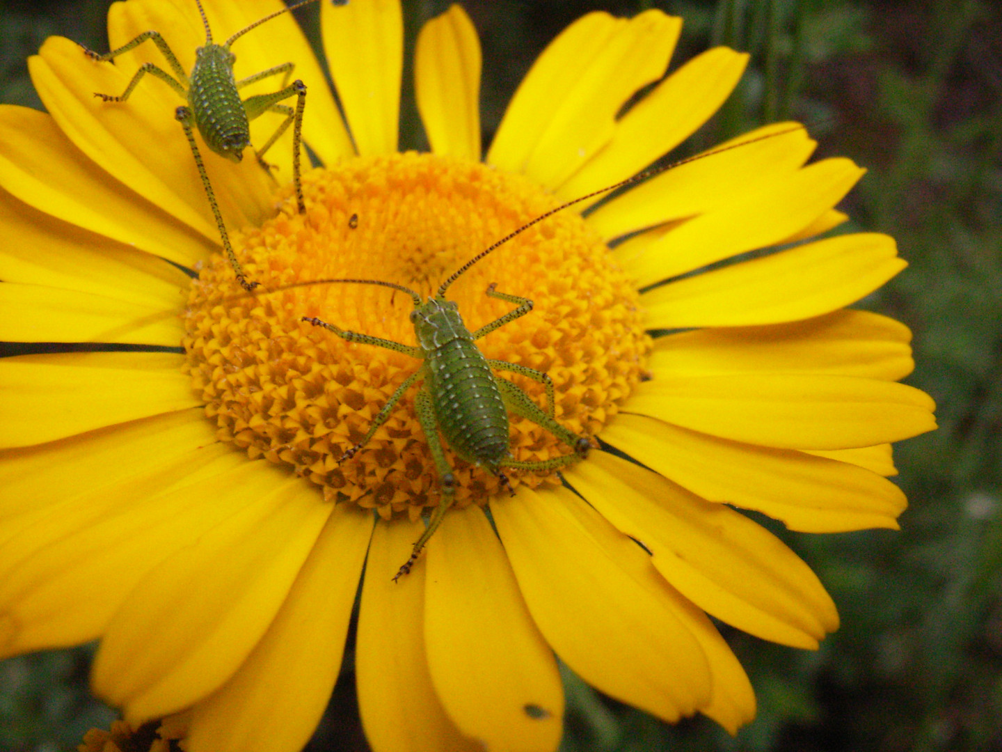 Insekten auf Färberkamille