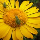 Insekten auf Färberkamille