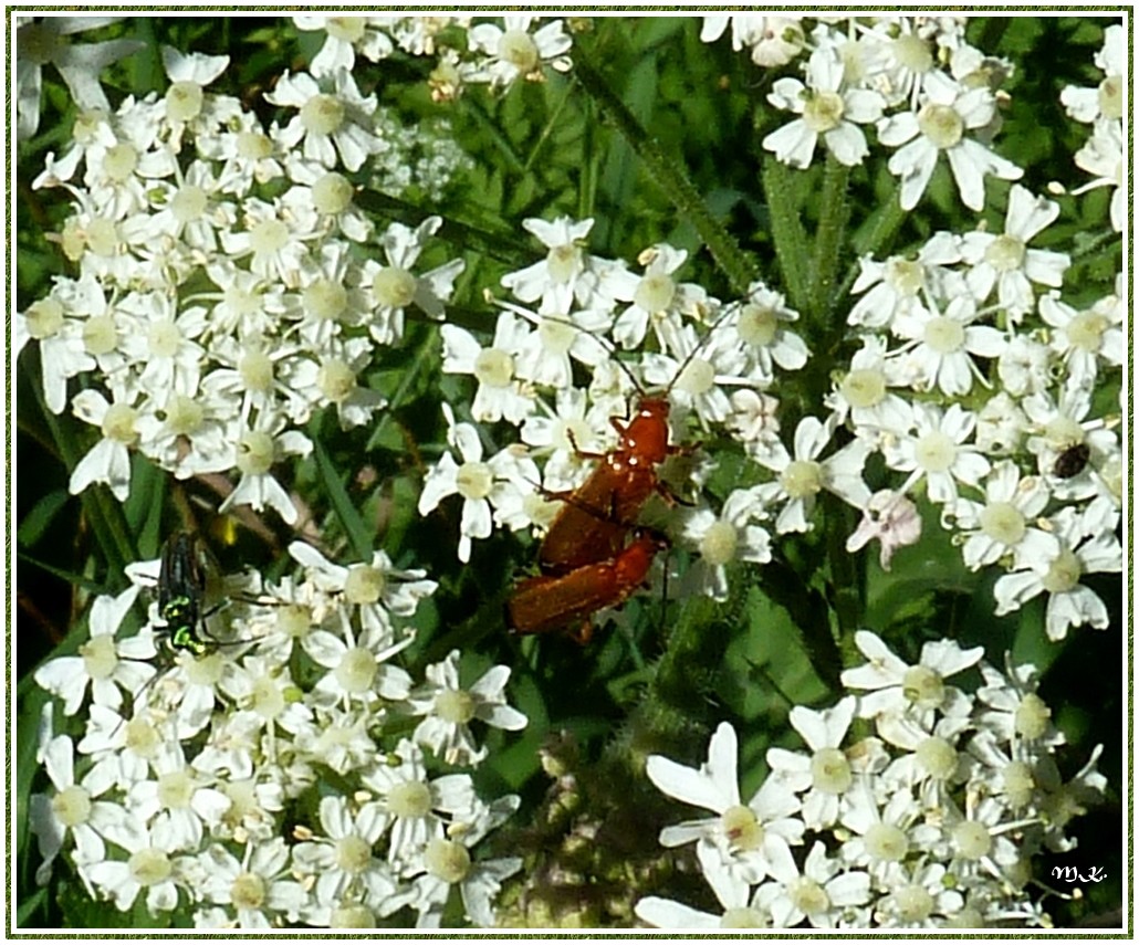 Insekten auf weißen Blumen