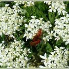 Insekten auf weißen Blumen