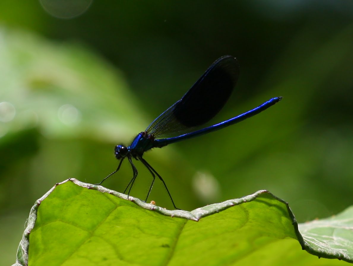 Insekten