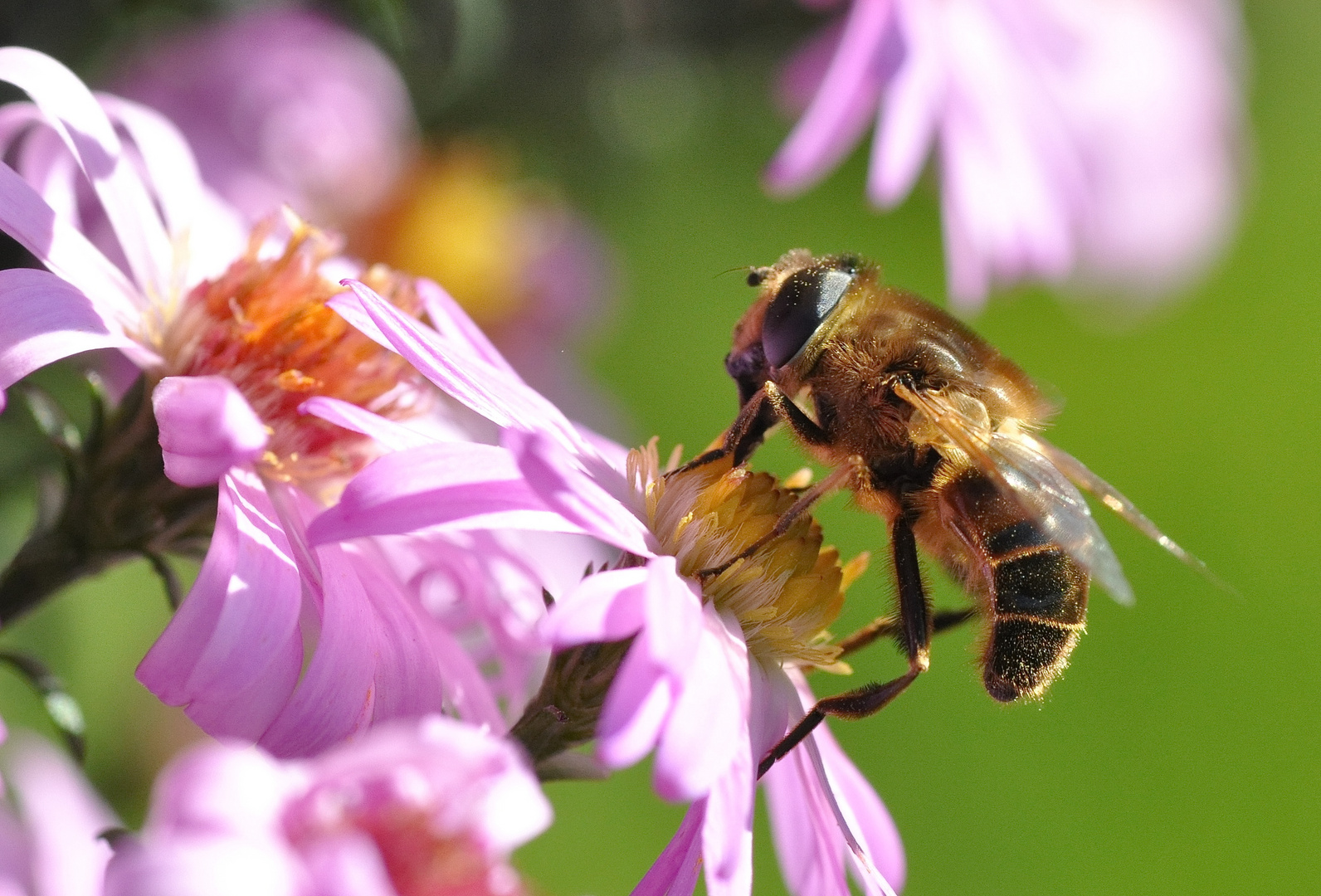 Insekten