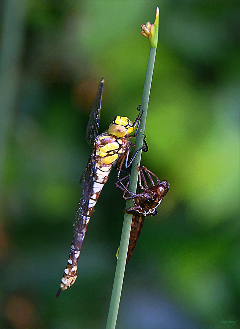 Insekten