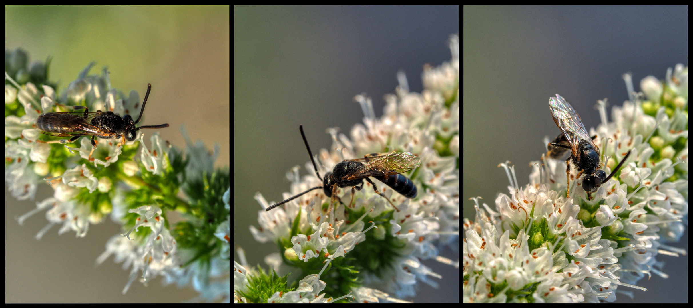 Insekten