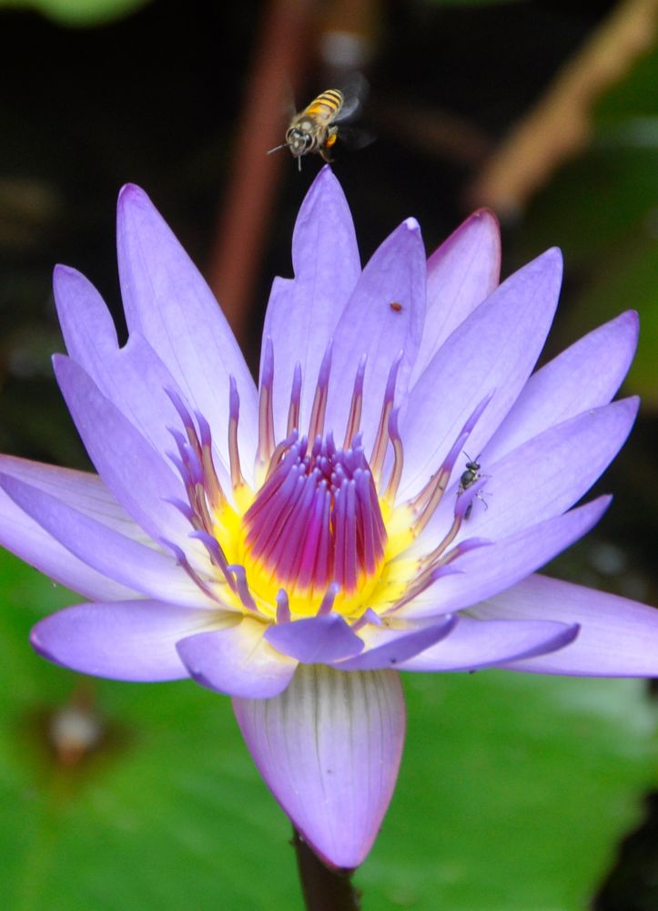 Insekten-Bar, wunder-bar