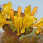 Insekten bei der Arbeit