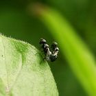 Insekten bei der Paarung