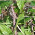 Insekten bei der Paarung