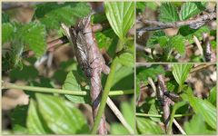 Insekten bei der Paarung