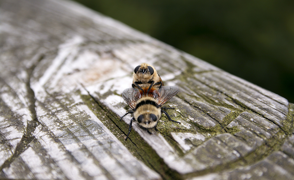 Insekten beim Liebesspiel