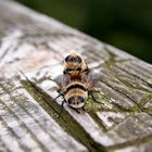 Insekten beim Liebesspiel