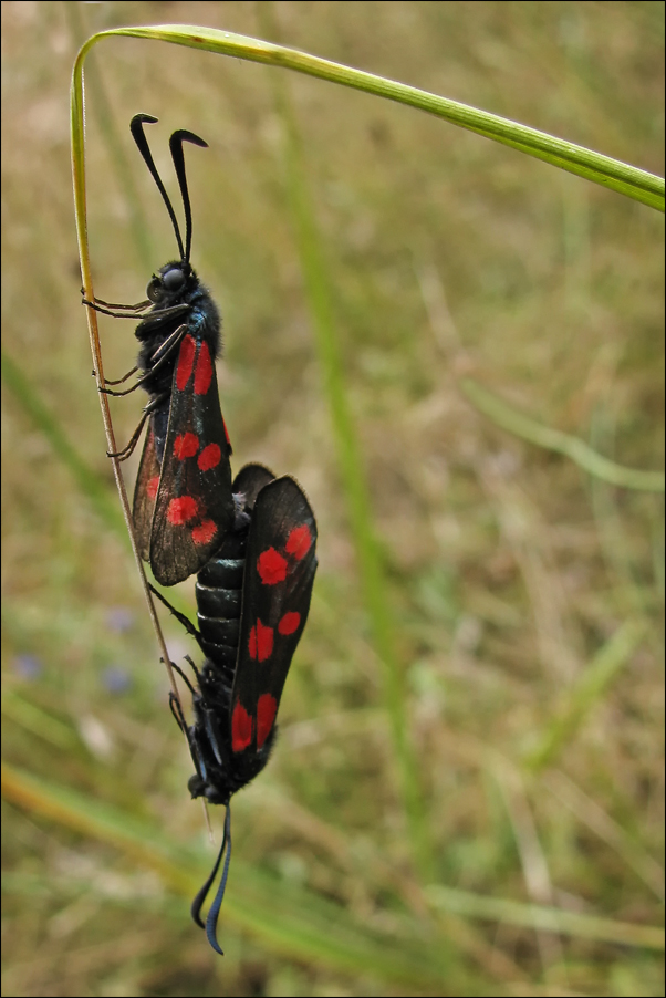 Insekten beim Pop...