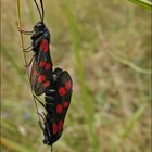 Insekten beim Pop...