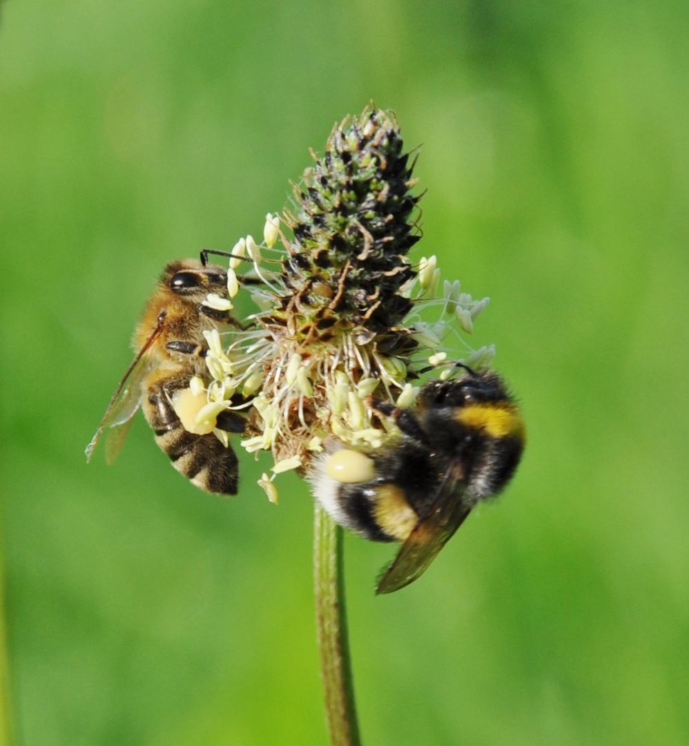 Insekten: Biene + Hummel