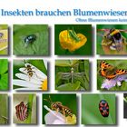 Insekten brauchen Blumenwiesen