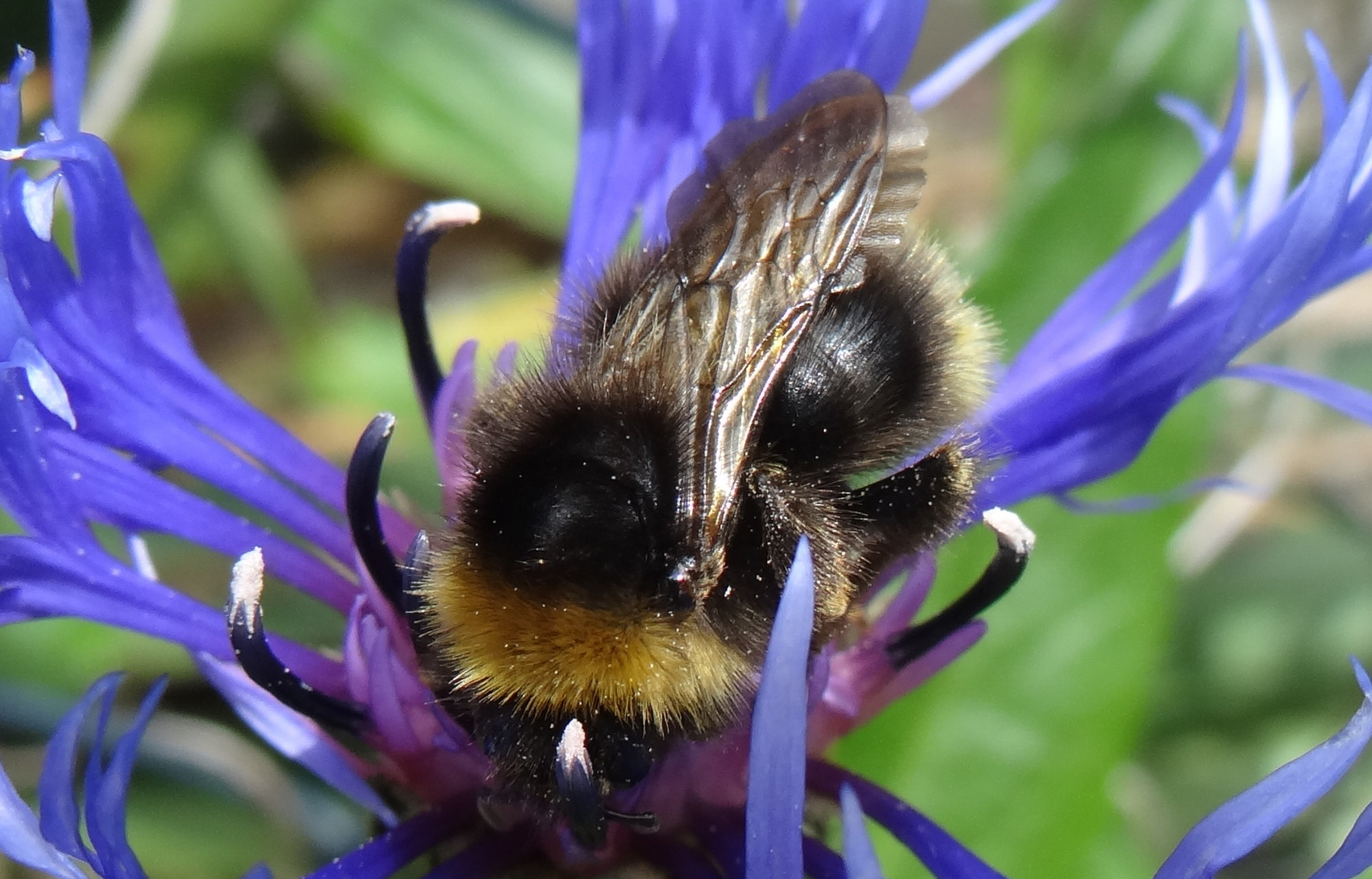 Insekten.,..