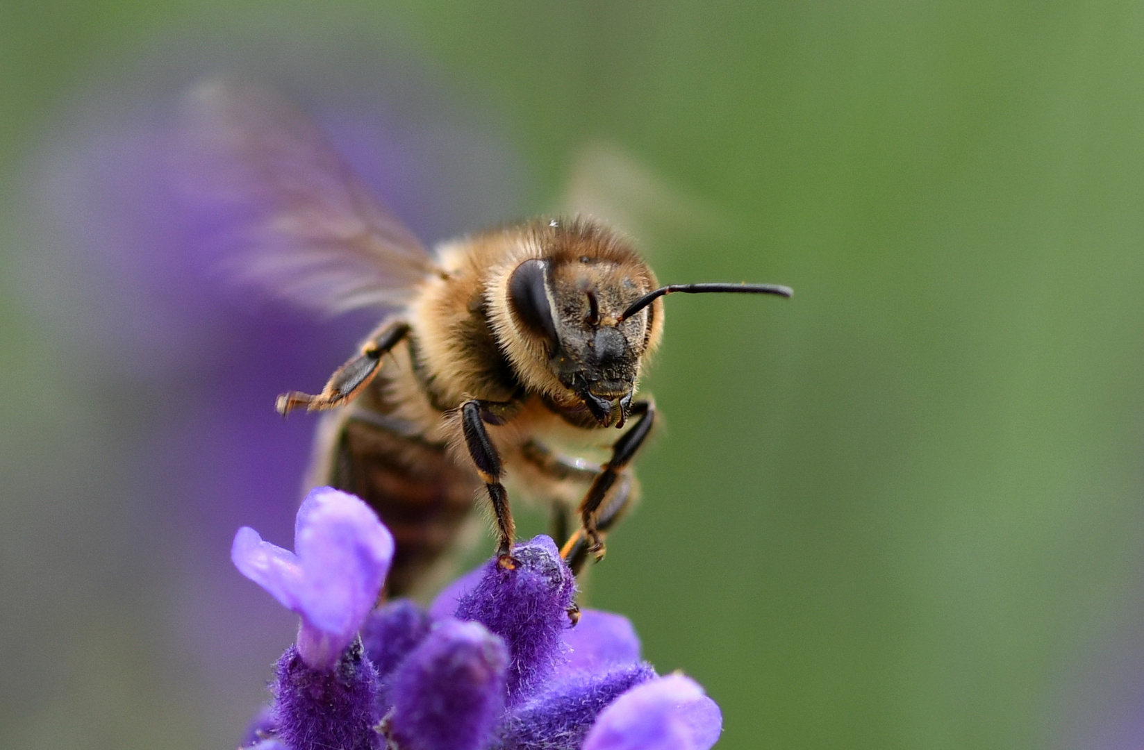 Insekten