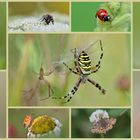 Insekten Collage