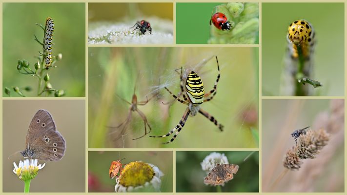 Insekten Collage