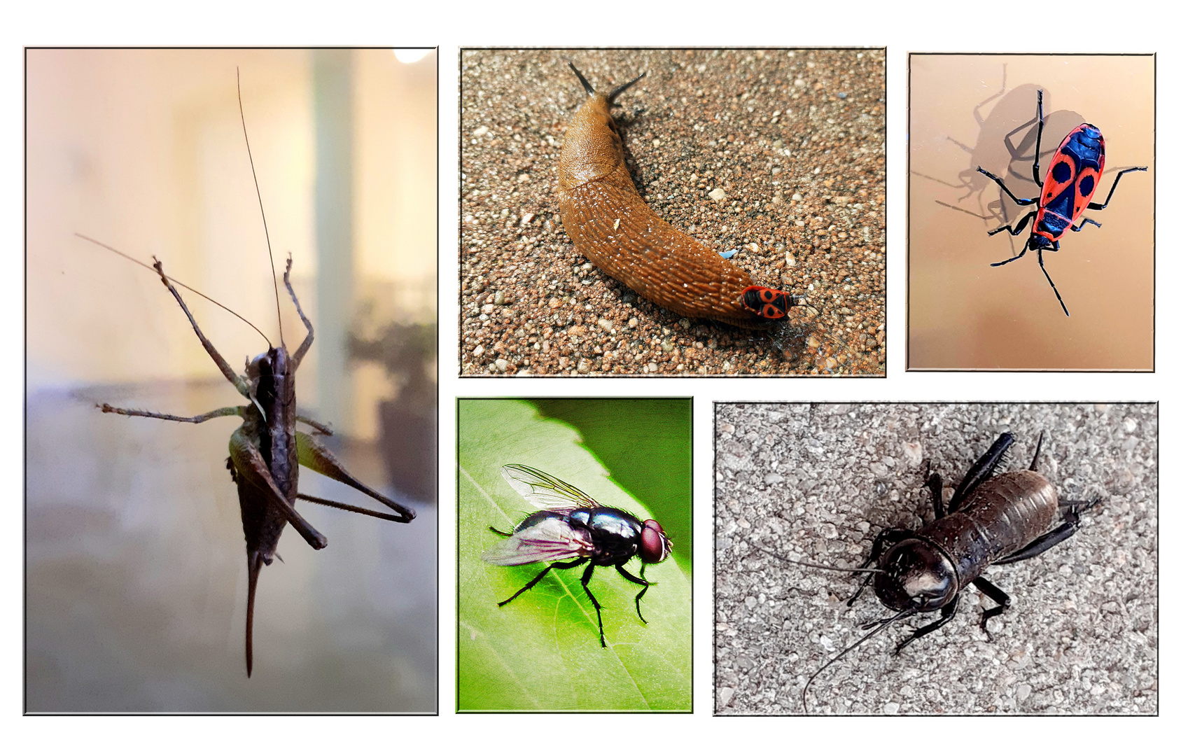 Insekten Collage...