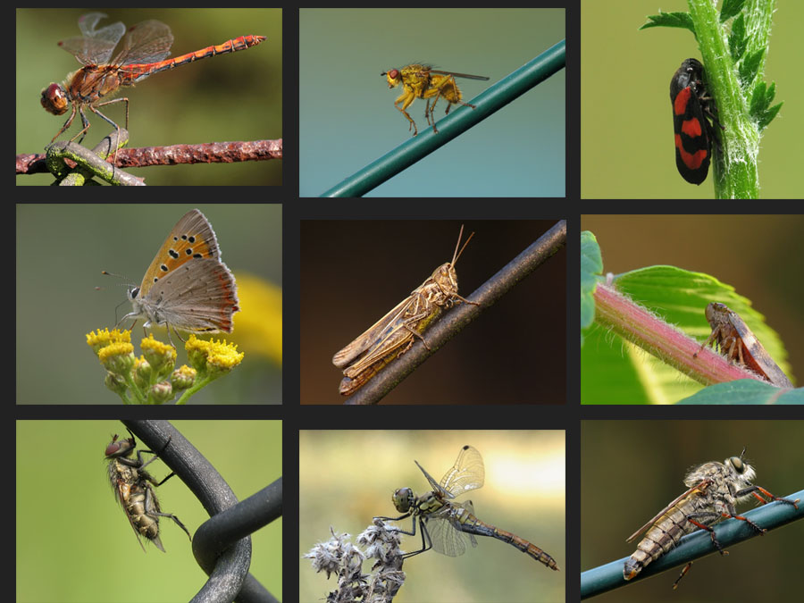 Insekten Collage