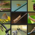 Insekten Collage