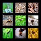 Insekten Collage