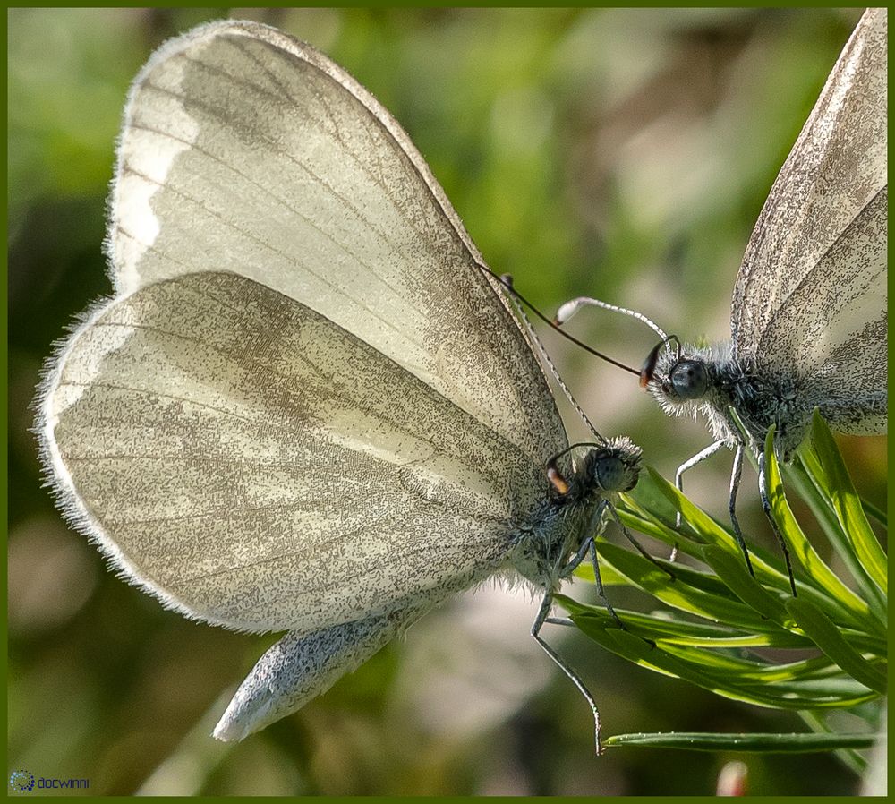 Insekten Dating