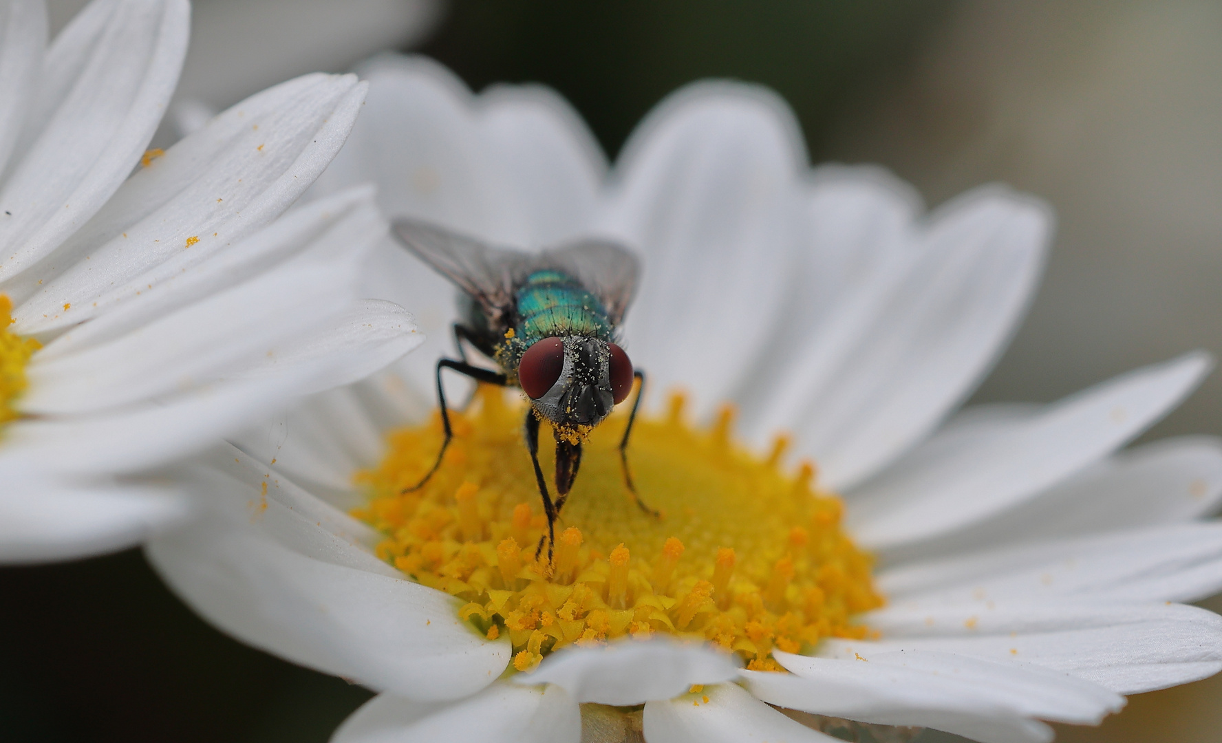 Insekten der Zukunft?