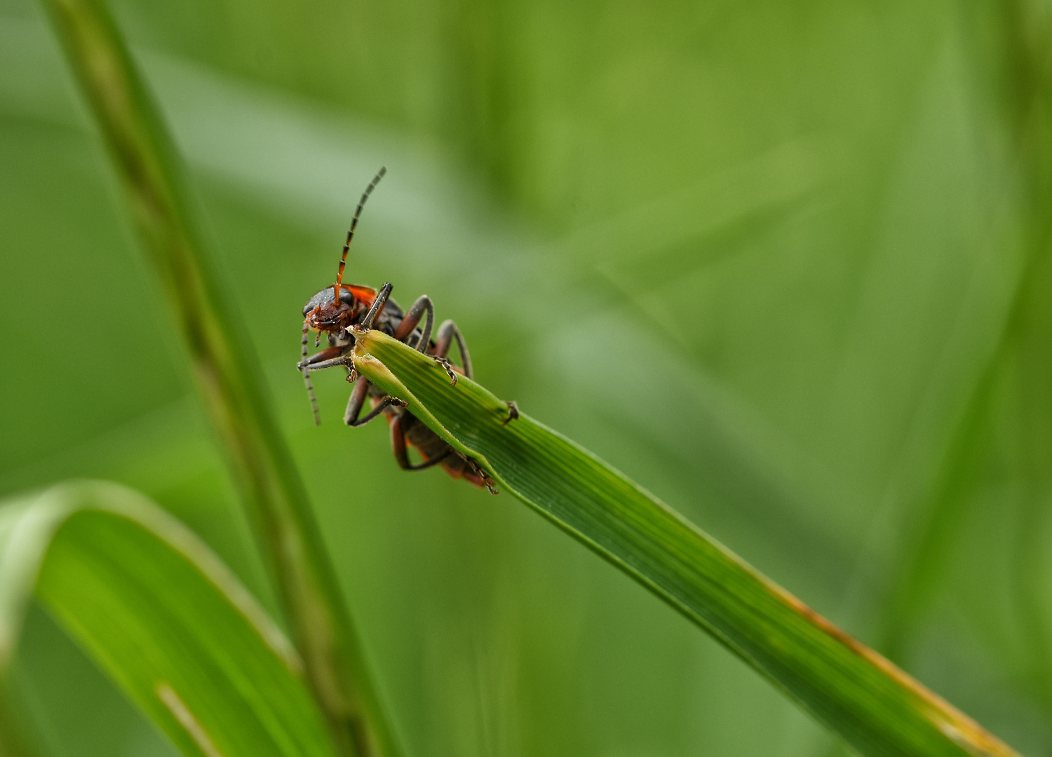 Insekten 