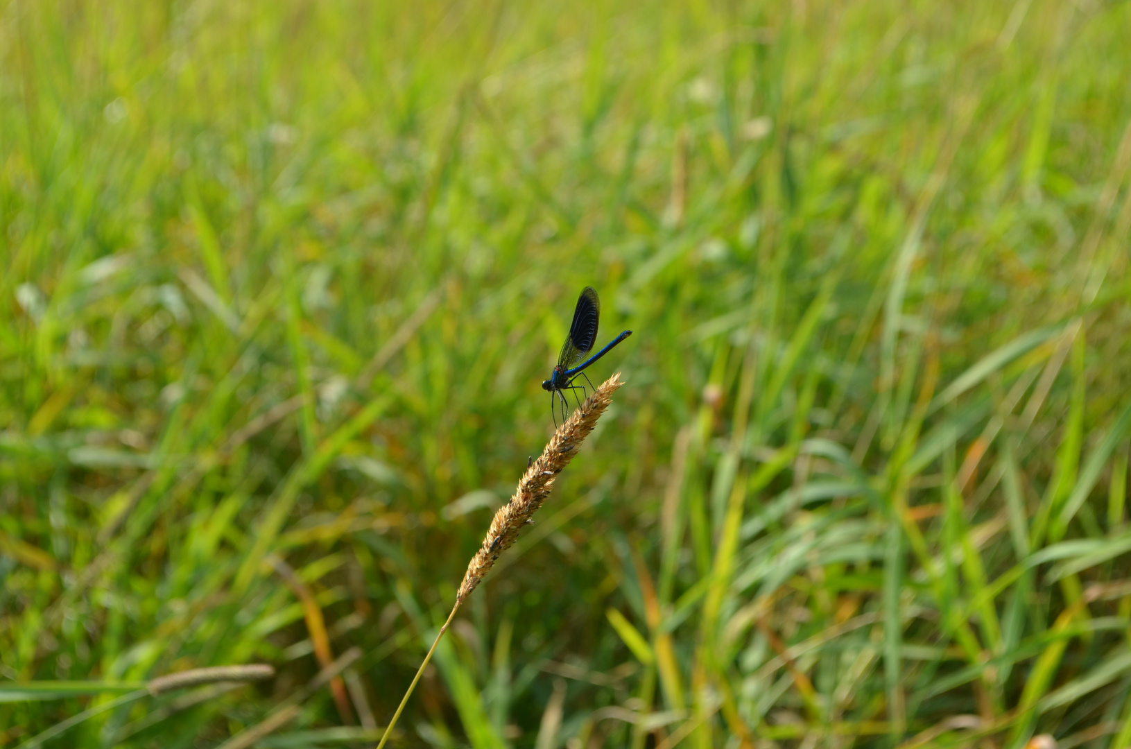 Insekten