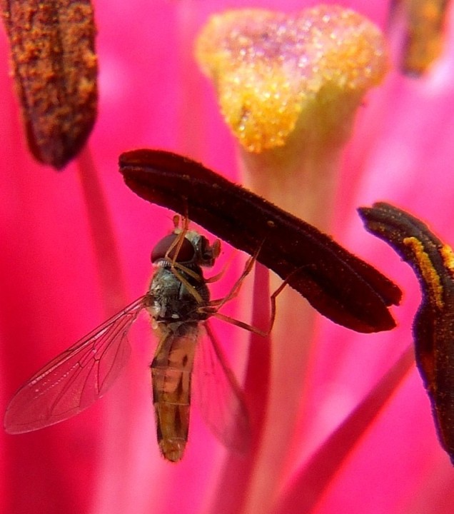 Insekten