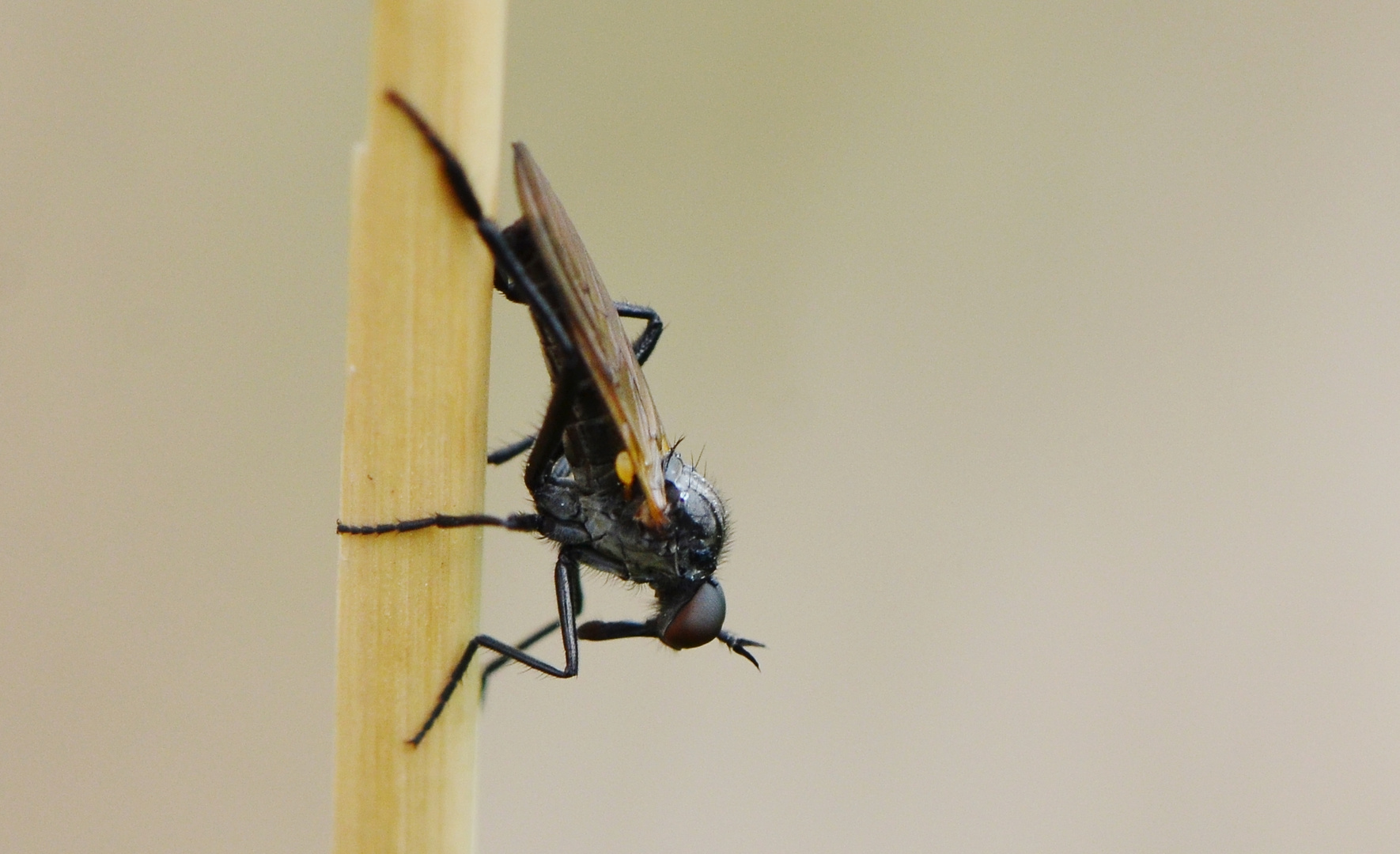 Insekten / Fliege ?