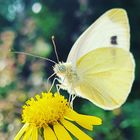 Insekten Fotografie 