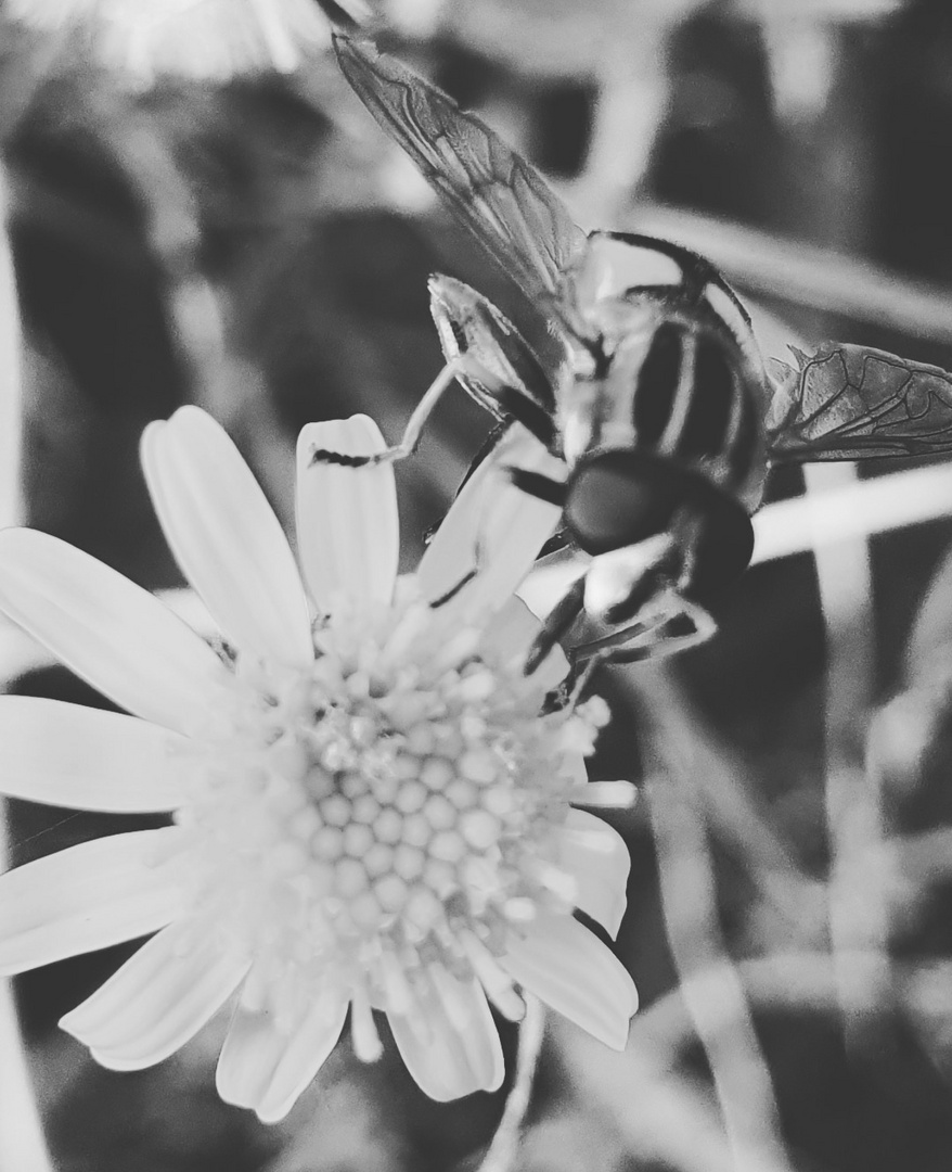 Insekten Fotografie 