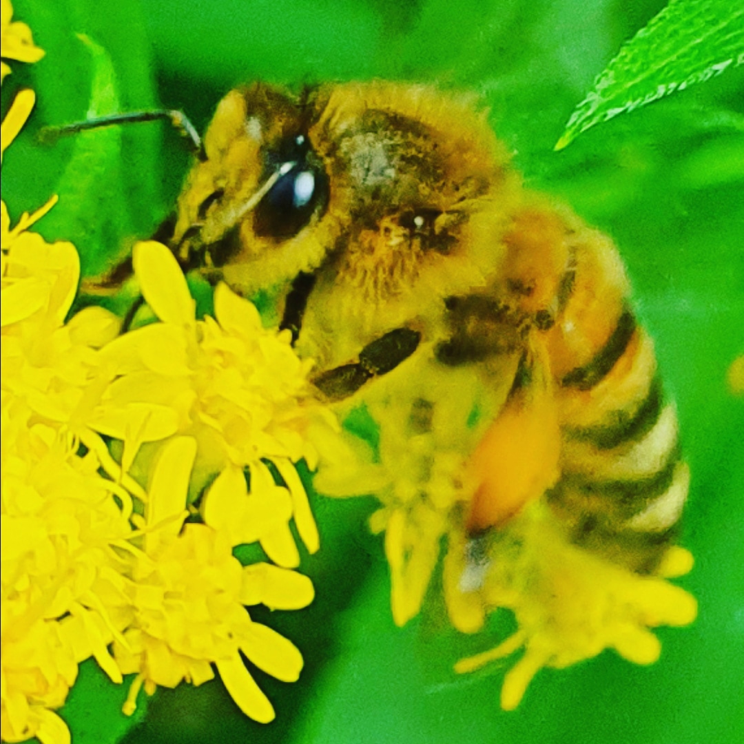 Insekten  Fotografie 