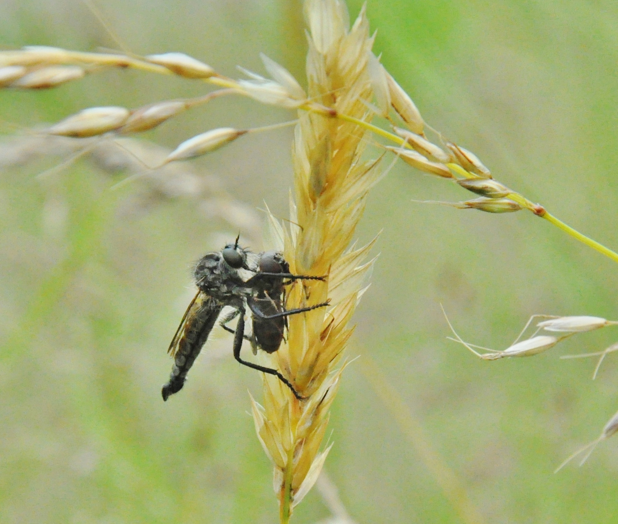 Insekten-Fressen 03: Raubfliege